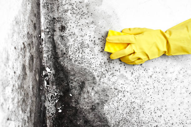 Best Mold Prevention Services  in Edgemont Park, MI