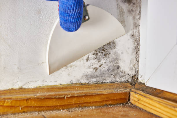 Best Comprehensive Air Testing for Mold Contaminants  in Edgemont Park, MI