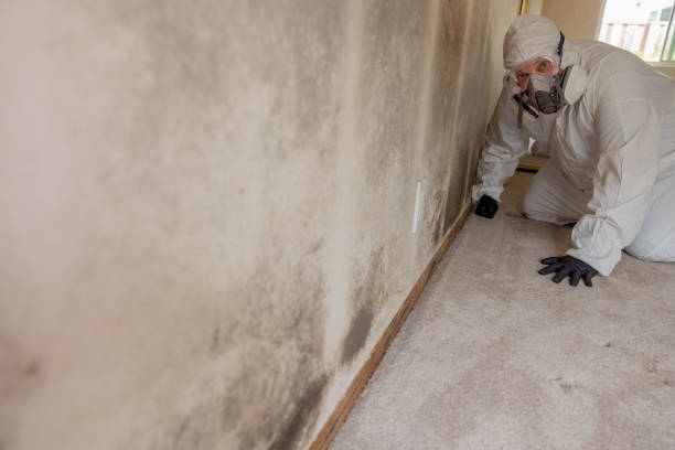 Best Post-Construction Mold Inspection  in Edgemont Park, MI